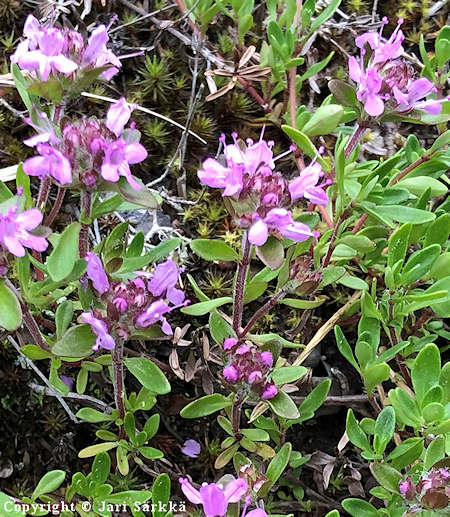 Thymus serpyllum serpyllum, harjukangasajuruoho